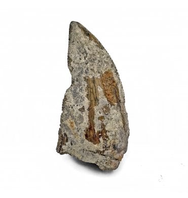 Rare Upper Cretaceous Theropod (Abeilsaurid) Dinosaur Tooth from Madagascar (SKU V7523):- Majungasaurus crenatissimus