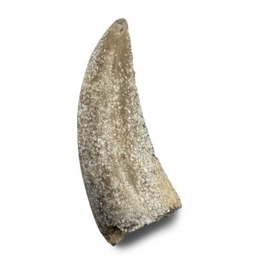 Rare Upper Cretaceous Theropod (Abeilsaurid-Noasauridae) Dinosaur Tooth from Madagascar (SKU V8640):- Masiakasaurus knopfleri
