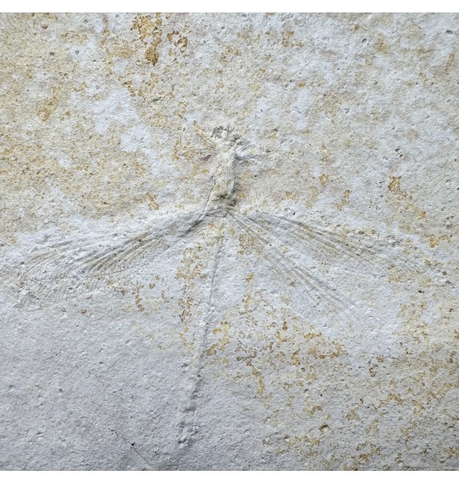 Rare Upper Jurassic Fossil Dragonfly from Solnhofen, Germany (SKU OF4460):- Mesuropetula muensteri