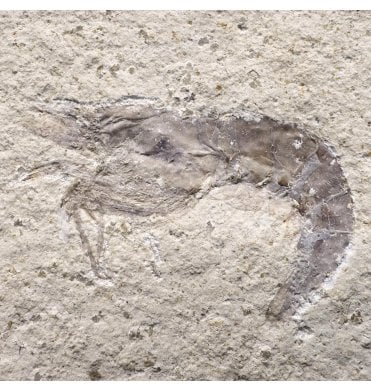 Rare Upper Jurassic Fossil Prawn from Solnhofen, Eichstatt, Germany (SKU OF3772):- Hefriga sp indet.