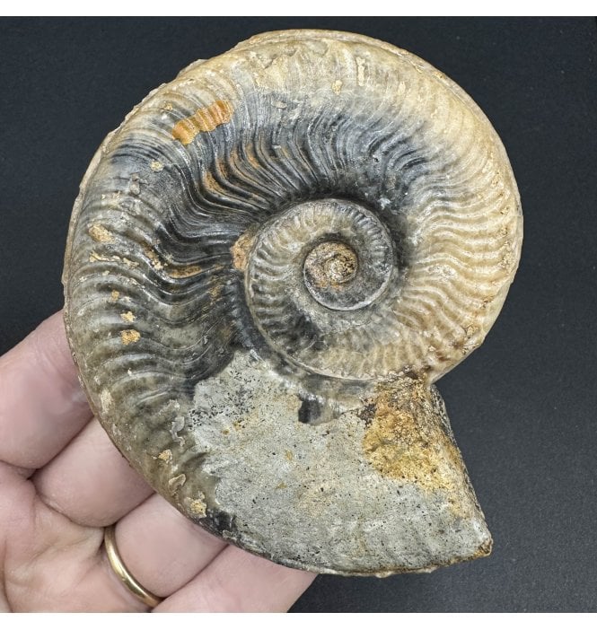 Rare Upper Lias, Lower Jurassic Ammonite from Northamptonshire, England (SKU A3639):- Harpoceras serpentinium