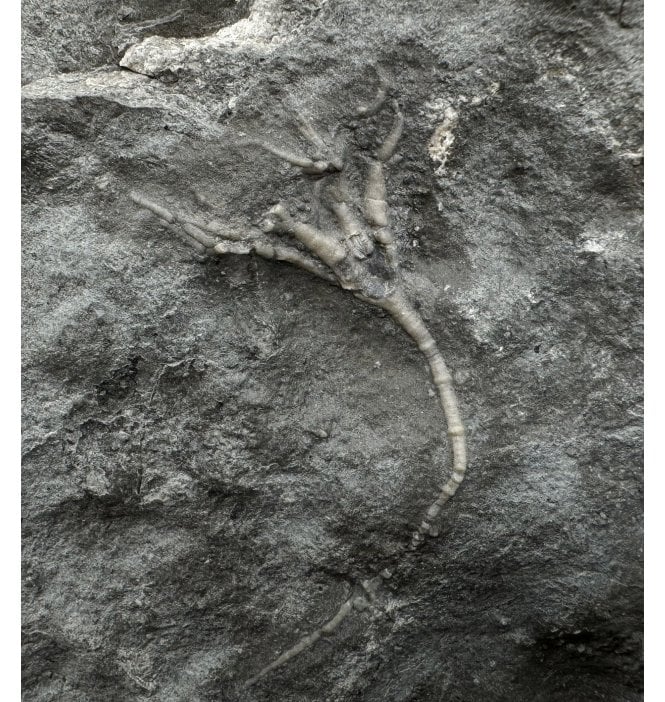 Rare Upper Ordovician Crinoid from Ontario, Canada (SKU OF OF2776):- Praecupulocrinus conjugans