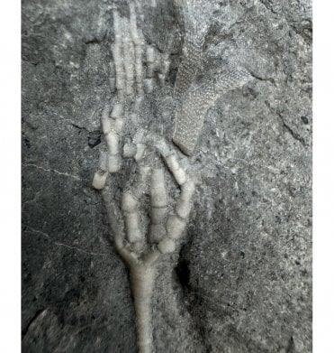 Rare Upper Ordovician Crinoid from Ontario, Canada (SKU OF OF2795):- Praecupulocrinus conjugans