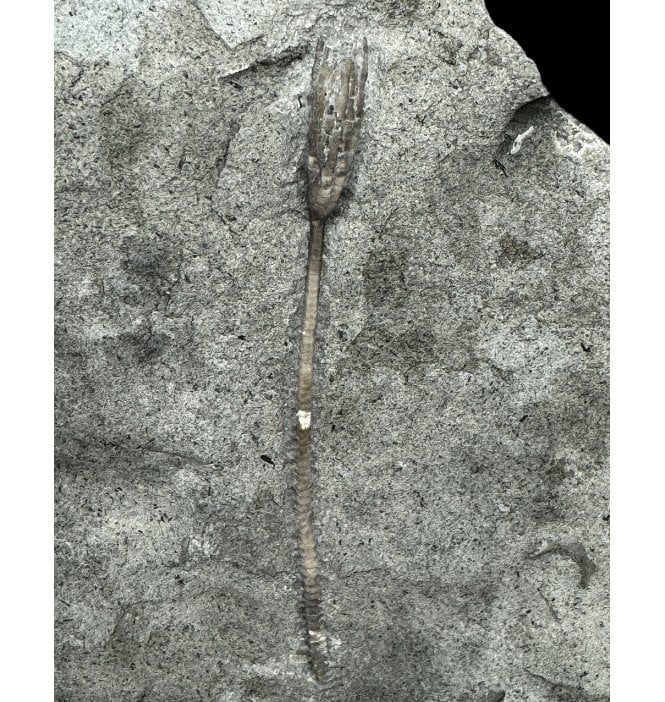 Rare Upper Ordovician Crinoid from Ontario, Canada (SKU OF OF2808):- Daedalocrinus bellevillensis