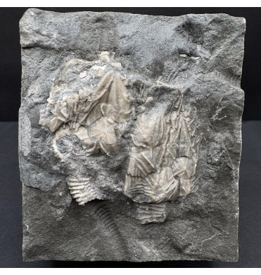 Rare Upper Ordovician Cystoid from Ontario, Canada (SKU OF OF3888):- Glyptcystites multiporus