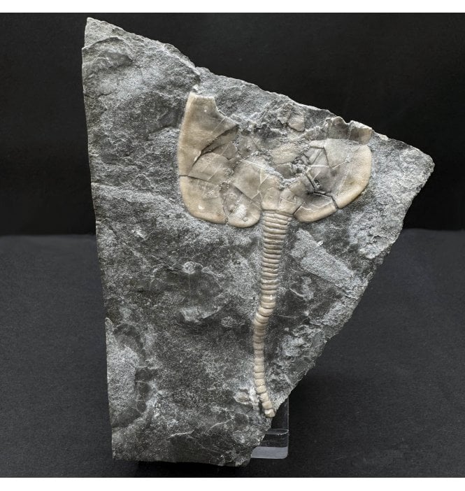Rare Upper Ordovician Cystoid from Ontario, Canada (SKU OF OF3891):- Pleurocystites sp.