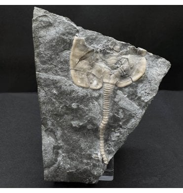 Rare Upper Ordovician Cystoid from Ontario, Canada (SKU OF OF3891):- Pleurocystites sp.