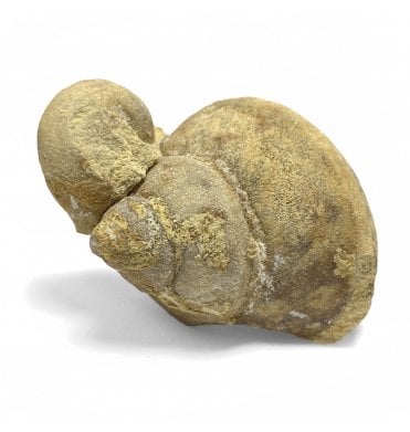 Rare Upper Ordovician Gastropods from Wisconsin, USA (SKU OF1762):- Clathrospira subconica and Sinuites rectangularis