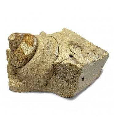 Rare Upper Ordovician Septate Gastropods from Wisconsin, USA (SKU OF1761):- Clathrospira subconica