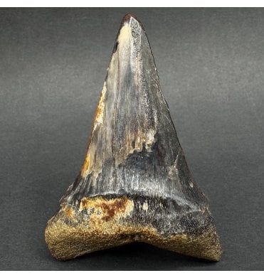 Rare Upper Pliocene Fossil Great White Shark Tooth from Chile, South America (SKU V8794):- Carcharodon carcharias