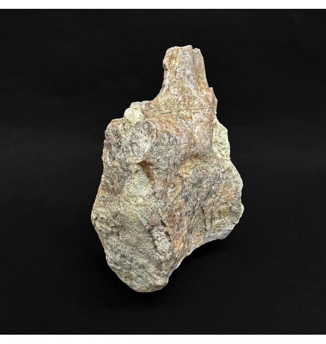 Rare Upper Triassic Phytosaur Vertebra from Arizona, USA (SKU V8809)