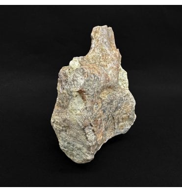 Rare Upper Triassic Phytosaur Vertebra from Arizona, USA (SKU V8809)