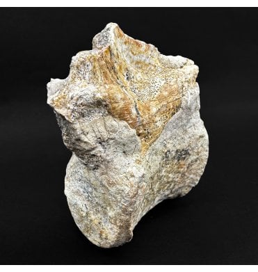 Rare Upper Triassic Phytosaur Vertebra from Arizona, USA (SKU V8857)