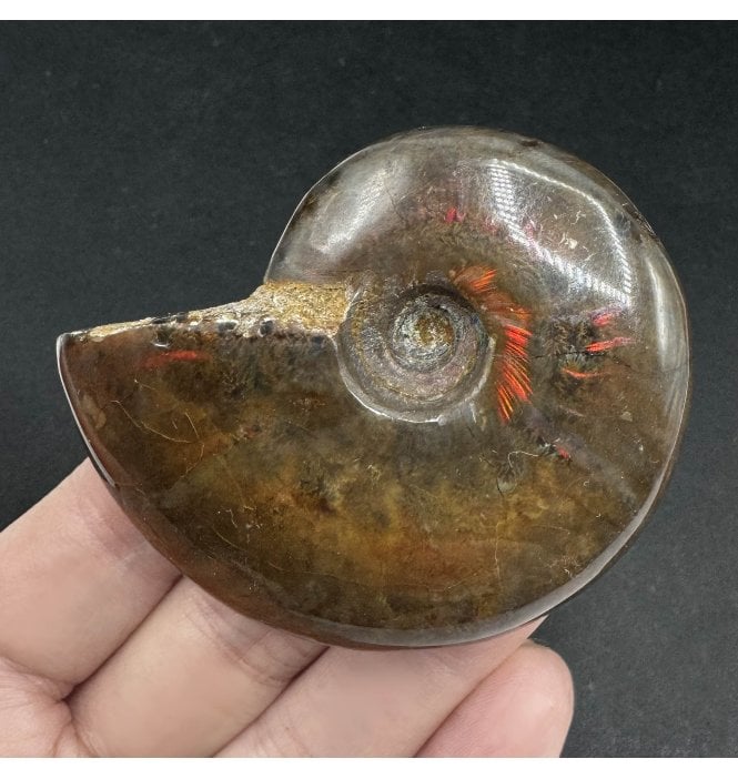 Red Iridescent Cretaceous Ammonite from Madagascar (SKU A3460):- Cleoniceras (Aioloceras) besairiei