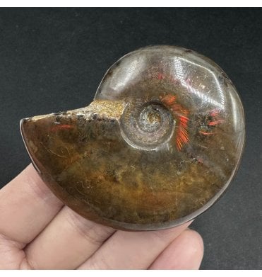 Red Iridescent Cretaceous Ammonite from Madagascar (SKU A3460):- Cleoniceras (Aioloceras) besairiei