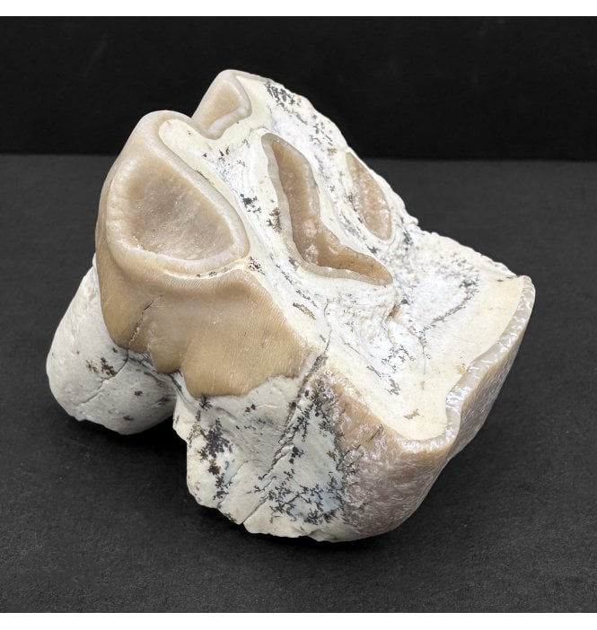 Rhino Tooth from the Pliocene of Oklahoma, USA (SKU V8553):- Teleoceras sp