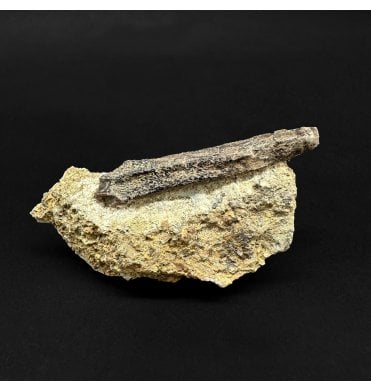 Rooted Cretaceous Duck Bill (Hadrosaur) Dinosaur Tooth from the Judith River Formation, Montana, USA:- Brachylophosaurus cf. canadensis (SKU V8812)