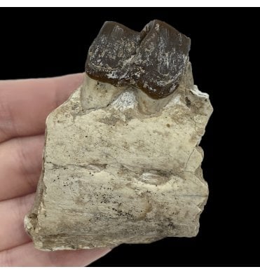 ‘Running Rhino’ Jaw with Tooth from the Early Oligocene, South Dakota, USA (SKU V5138):- Hyracodon nebrascensis