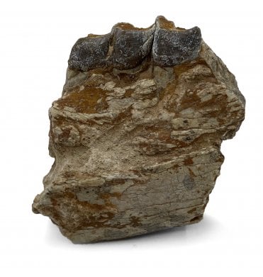 ‘Running Rhino’ Jaw with Tooth from the Early Oligocene, South Dakota, USA (SKU V5142):- Hyracodon nebrascensis