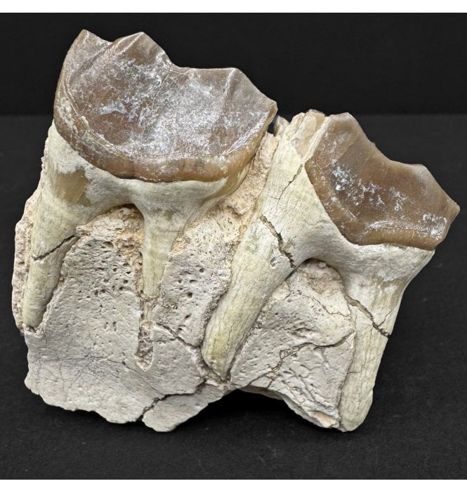 “Running Rhino” Partial Chin with Teeth from the Early Oligocene of South Dakota, USA (SKU V8738):- Hyracodon nebraskensis