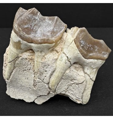 “Running Rhino” Partial Chin with Teeth from the Early Oligocene of South Dakota, USA (SKU V8738):- Hyracodon nebraskensis