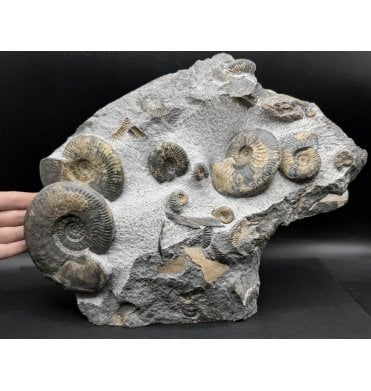 Scottish Aalenian, Middle Jurassic Ammonite Cluster from Isle of Skye, Scotland (SKU A3846):- Ludwigia  murchisonae and Ludwigia obtusiformis