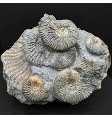 Scottish Aalenian, Middle Jurassic Ammonite Cluster from Isle of Skye, Scotland (SKU A4542):- Ludwigia murchisonae