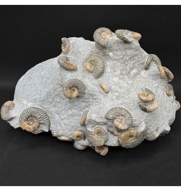 Scottish Aalenian, Middle Jurassic Ammonite Cluster from Isle of Skye, Scotland (SKU A5075):- Ludwigia cf. obtusiformis