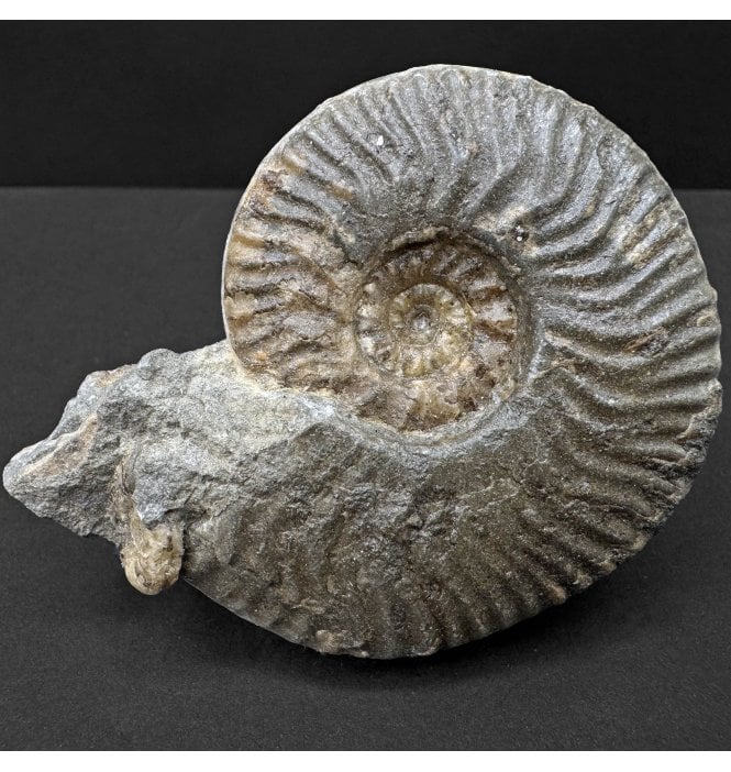 Scottish Aalenian, Middle Jurassic Ammonite from Isle of Skye, Scotland (SKU A4445):- Ludwigia cf. obtusiformis