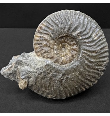Scottish Aalenian, Middle Jurassic Ammonite from Isle of Skye, Scotland (SKU A4445):- Ludwigia cf. obtusiformis