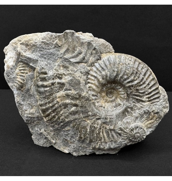 Scottish Aalenian, Middle Jurassic Ammonite from Isle of Skye, Scotland (SKU A4538):- Ludwigia obtusiformis