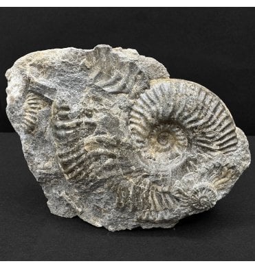 Scottish Aalenian, Middle Jurassic Ammonite from Isle of Skye, Scotland (SKU A4538):- Ludwigia obtusiformis