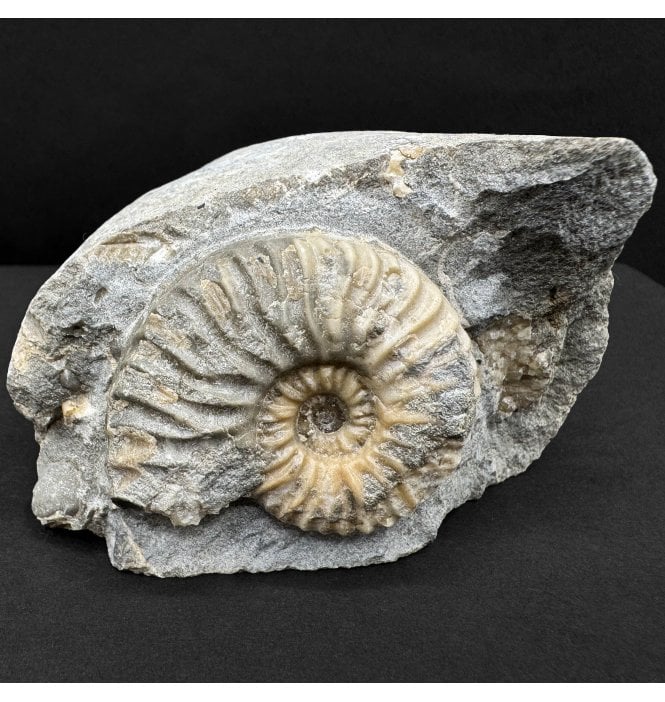 Scottish Aalenian, Middle Jurassic Ammonite from Isle of Skye, Scotland (SKU A4539):- Ludwigia obtusiformis