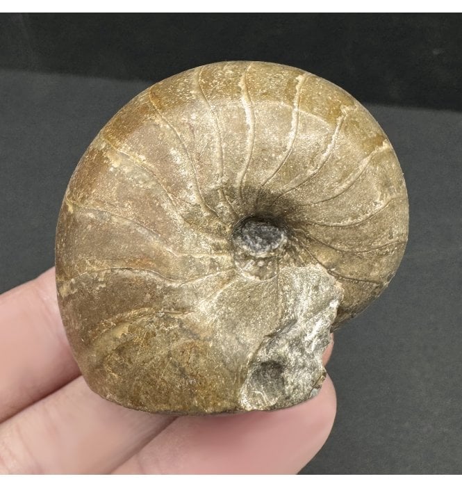 Scottish Aalenian, Middle Jurassic Nautilus from Isle of Skye (SKU A3913):- Cenoceras sp. Indet.