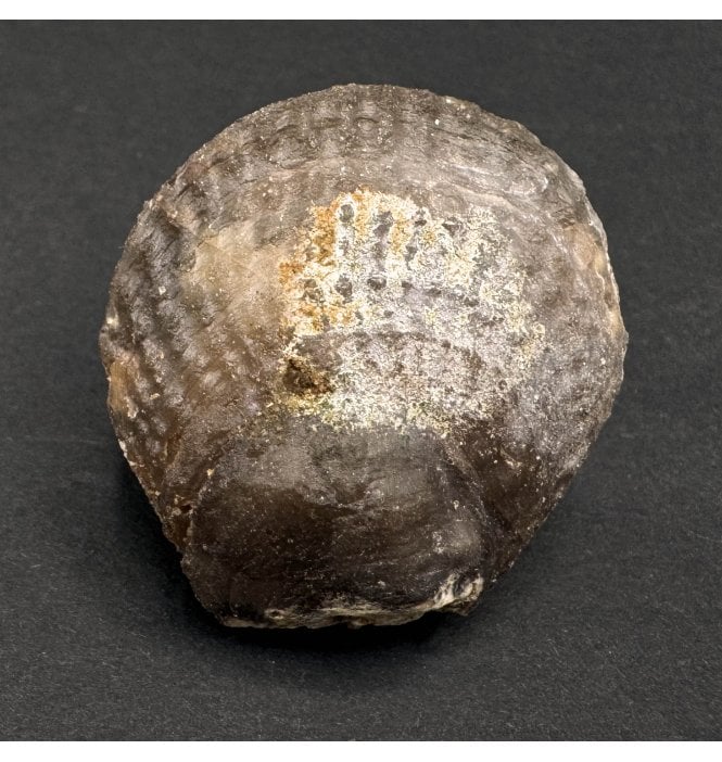 Silicified Agatised Fossil (Scallop) Bivalve Shell from Morocco (SKU OF3185)