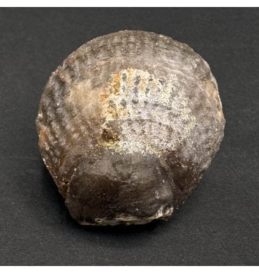 Silicified Agatised Fossil (Scallop) Bivalve Shell from Morocco (SKU OF3185)