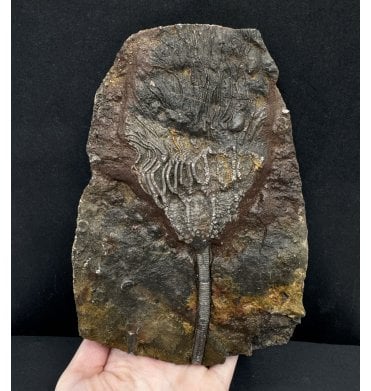 Silurian Camerate Crinoid from Morocco (SKU OF2975):- Scyphocrinites sp. aff. elegans