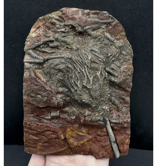 Silurian Camerate Crinoid from Morocco (SKU OF2976):- Scyphocrinites sp. aff. elegans