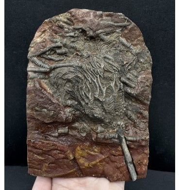 Silurian Camerate Crinoid from Morocco (SKU OF2976):- Scyphocrinites sp. aff. elegans