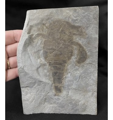 Silurian Eurypterid (Sea Scorpion) from New York State, USA (SKU OF1653) - Eurypterus lacustris