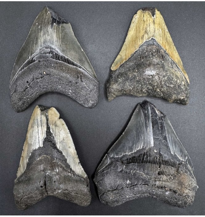 Single Cheap 3/4 Damaged Megalodon (Extinct Giant Shark) Teeth from the Miocene, South Carolina, USA (SKU G26):- Otodus (Carcharocles) megalodon