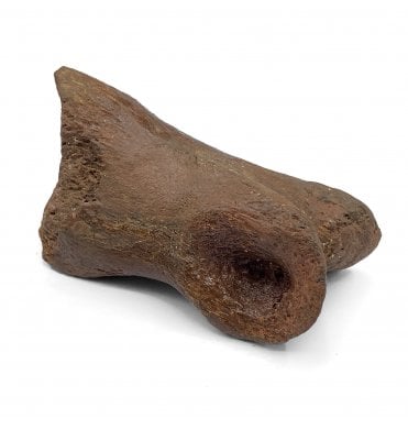 Some Restoration Rare Cretaceous Theropod Toe Bone from Kem Kem, Morocco, USA (SKU V5659):- Theropoda sp. indet.