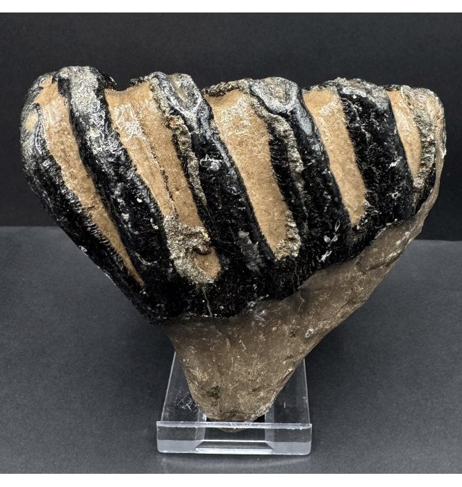 Southern Mammoth Tooth from Hungary, Europe (SKU V8388):- Mammuthus meridionalis