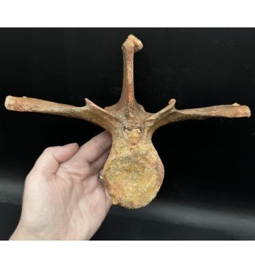 Spectacular Cretaceous ‘Super Croc’ Crocodile Dorsal Vertebra from Morocco (SKU V6337):- Elosuchus cherifiensis