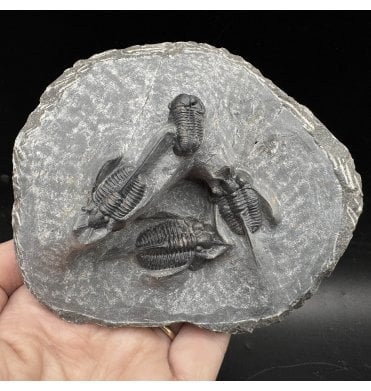 Spiny “Devil Horned” and Proetid Middle Devonian Trilobite Cluster from Morocco (SKU T1277):- Cyphaspis cf. Walteri and Gerastos cf. granulosus