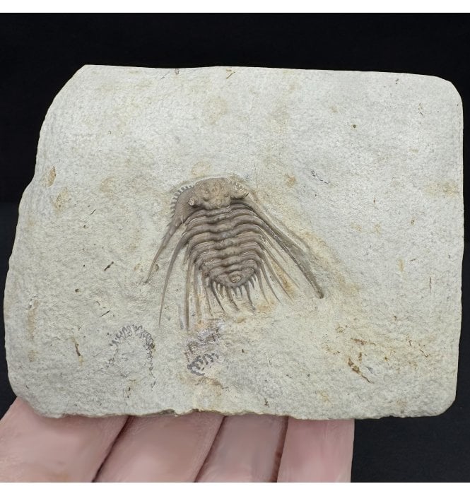 Spiny Lower Devonian Trilobite from Oklahoma, USA (SKU T1425):- Kettneraspis williamsi
