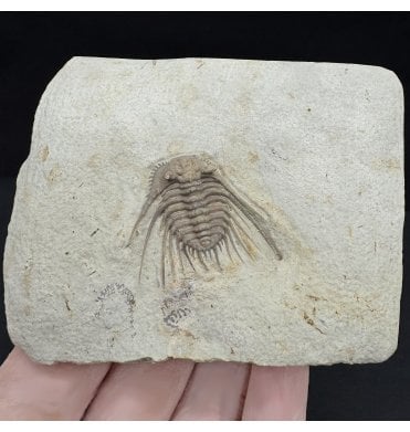 Spiny Lower Devonian Trilobite from Oklahoma, USA (SKU T1425):- Kettneraspis williamsi