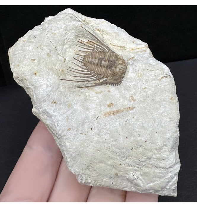 Spiny Lower Devonian Trilobite from Oklahoma, USA (SKU T1426):- Kettneraspis williamsi