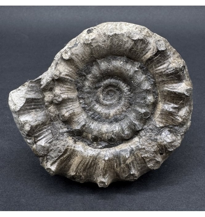 Spiny Lower Lias, Lower Jurassic Ammonite from Scunthorpe, England (SKU A4369):- Eteoderoceras (Eoderoceras) cf. obseum
