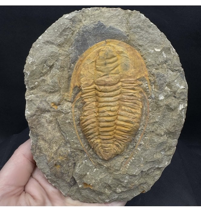 Spiny Middle Cambrian Trilobite from Morocco (SKU T1394):- Hamatolenus (Hamatolenus) vincenti